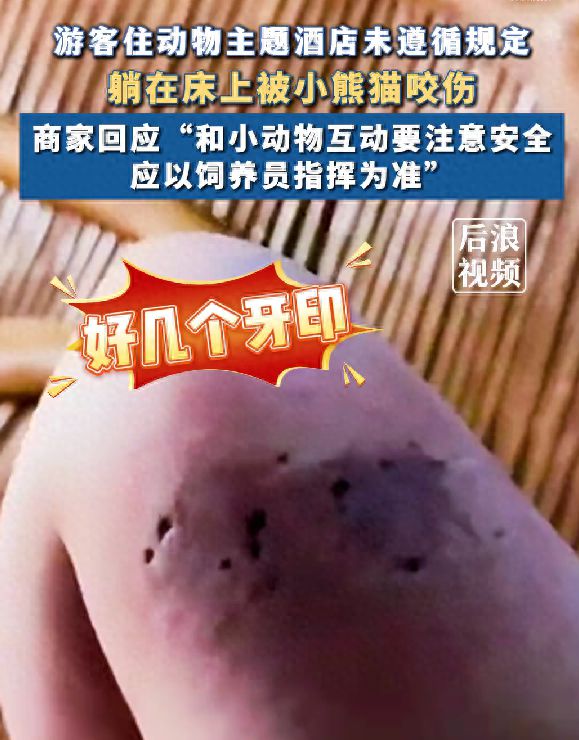 游客住动物主题酒店被小熊猫咬伤酒店回应